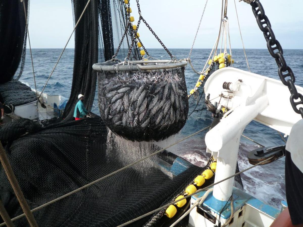 Trabajadores de un cerquero izan uno de los aparejos del barco repleto de atún.