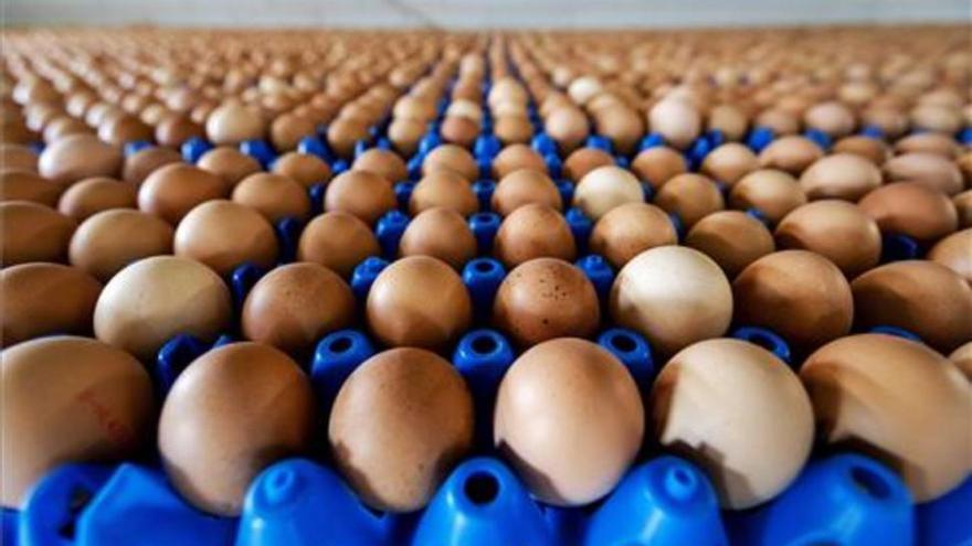 Alerta alimentaria en Holanda por huevos contaminados