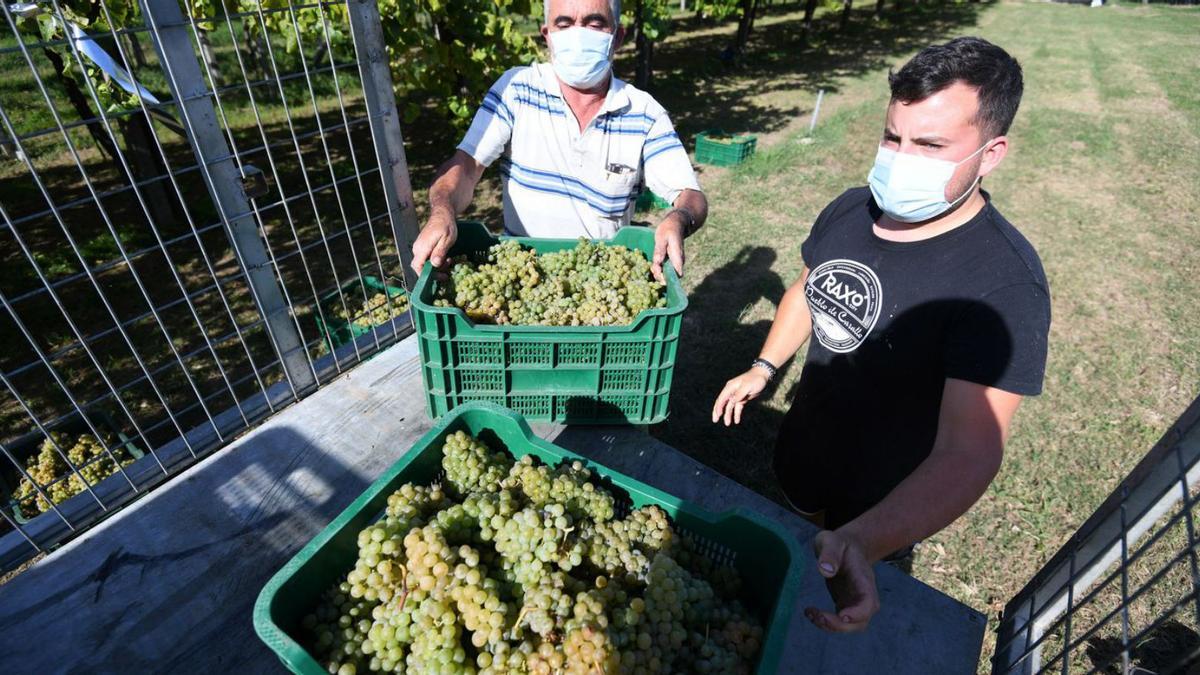 Tareas de vendimia de albariño en Sanxenxo. |   // G. SANTOS