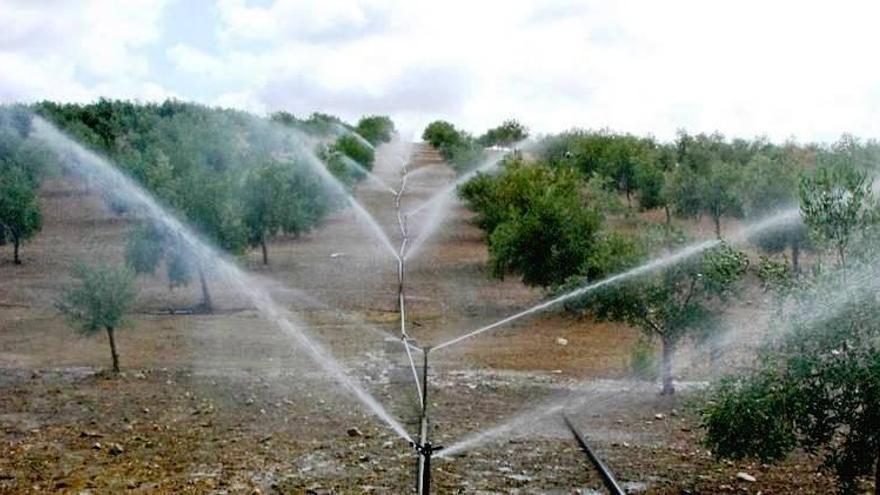 Asaja muestra su preocupación por la falta de lluvia para los cultivos en Córdoba