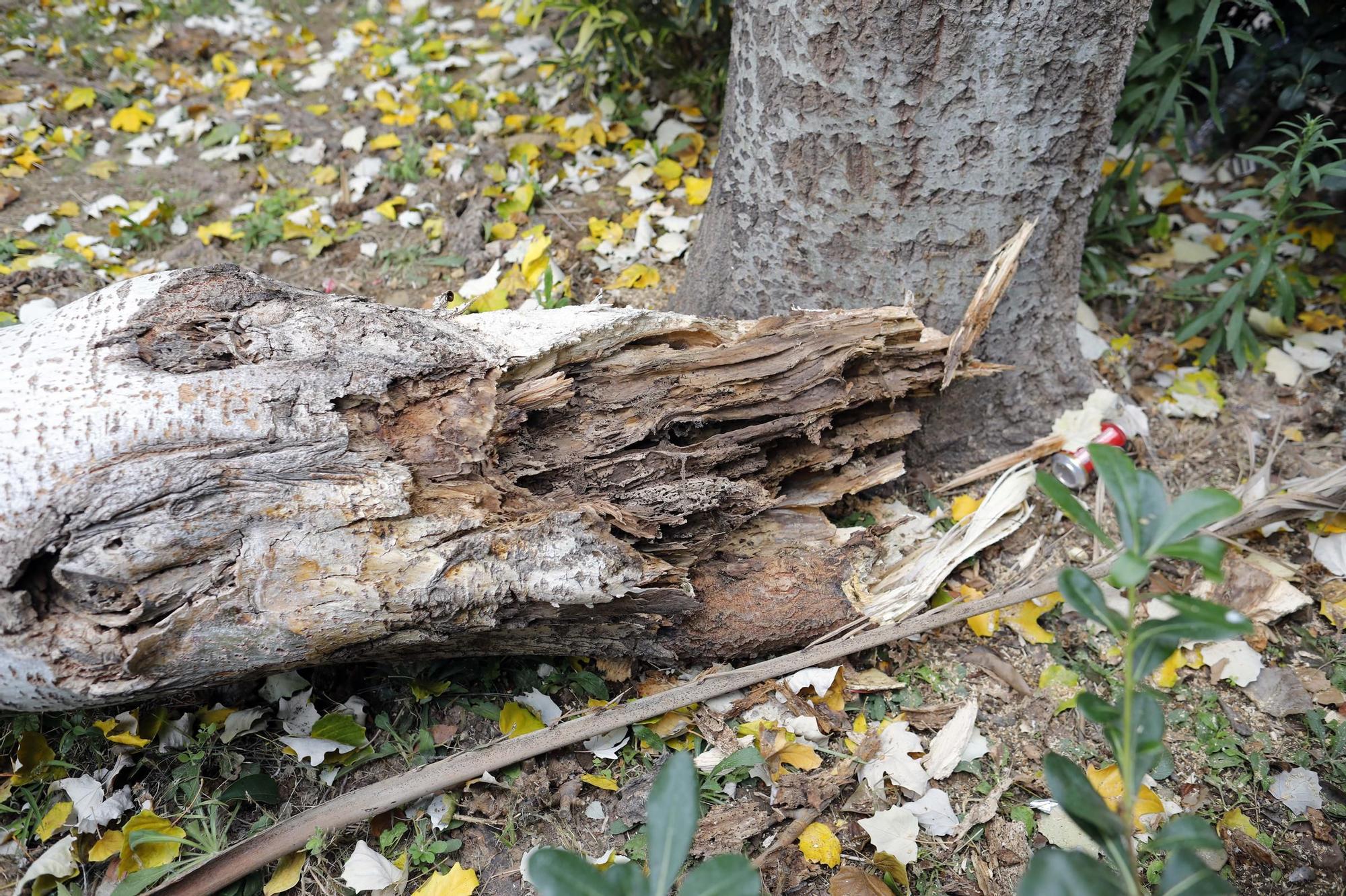 Daños provocados por el fuerte temporal de viento y lluvia en València