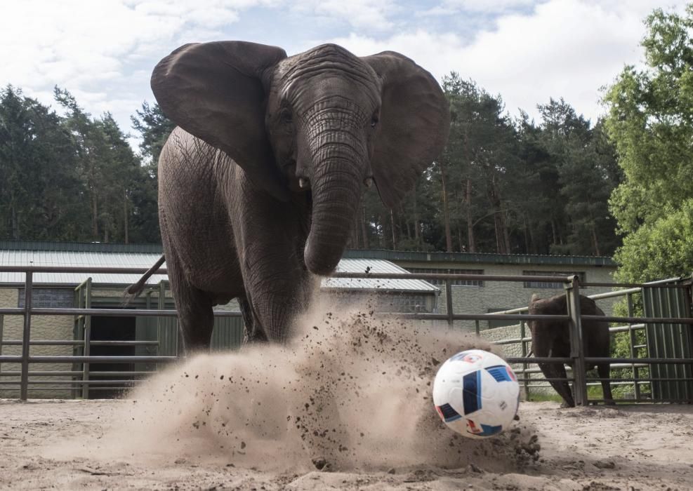 L'elefanta Nelly juga a futbol per decidir el resultat del primer partit de la selecció d'Alemanya a l'Eurocopa. Viu al Parc de Saragenti de Hodenhagen