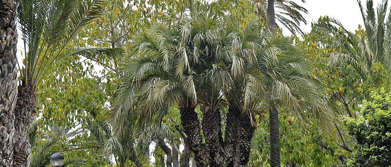 El corazón del Palmeral ilicitano, el Parque Municipal. |