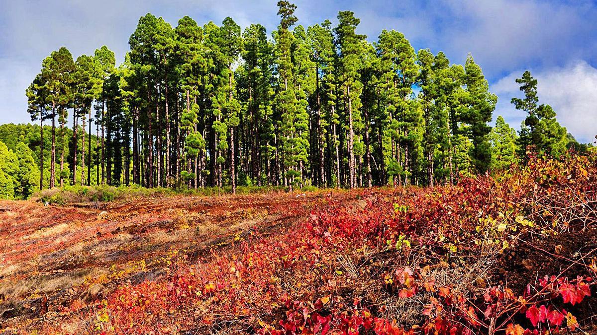 Medianías del norte de La Palma. | | R.P.