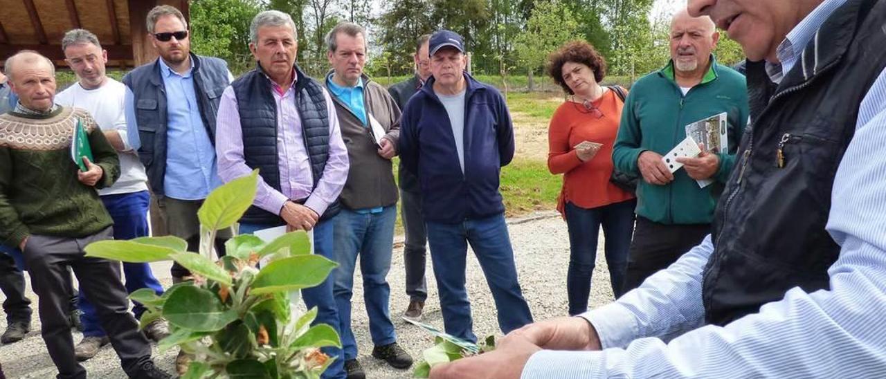 Jorge García, midiendo el calibre de las incipientes manzanas.