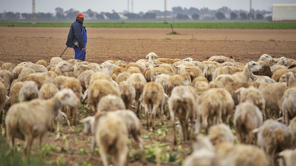 Un ganadero pasea con su rebaño de ovejas en El Algar. | IVÁN URQUÍZAR