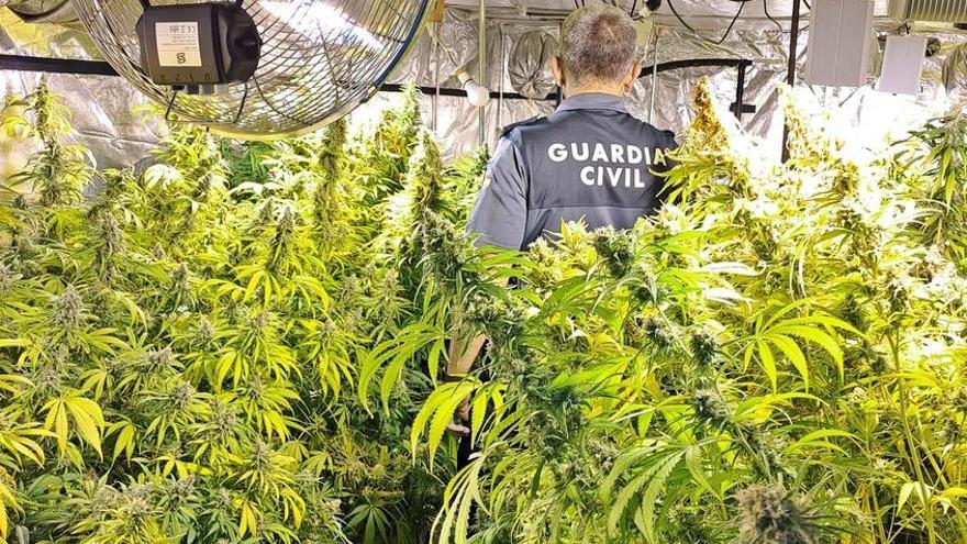 Desmantelada una plantación de marihuana con 440 plantas en Guareña