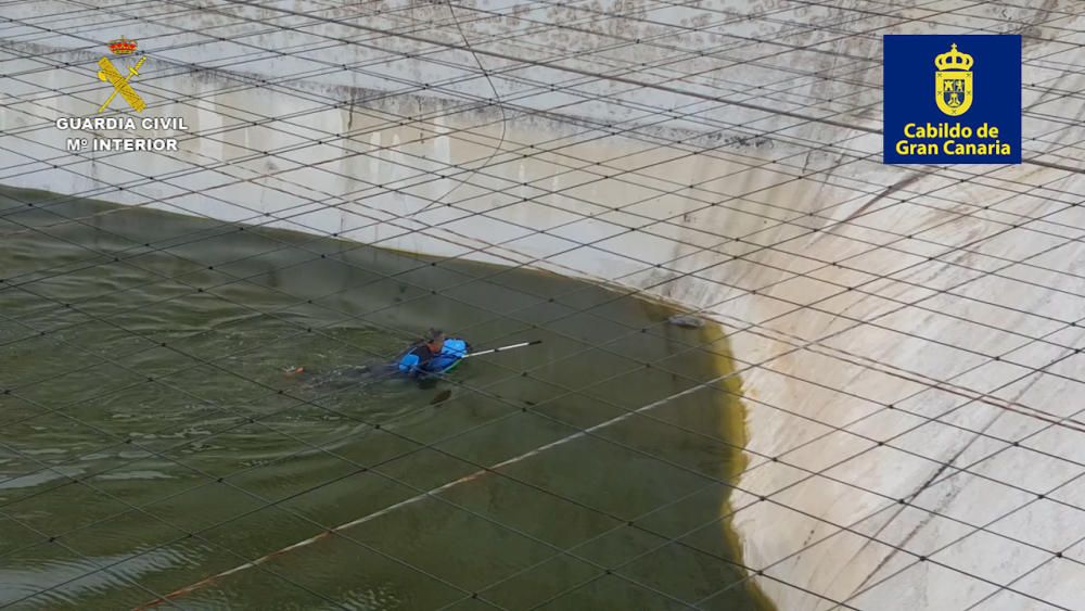 Rescate de una garza real