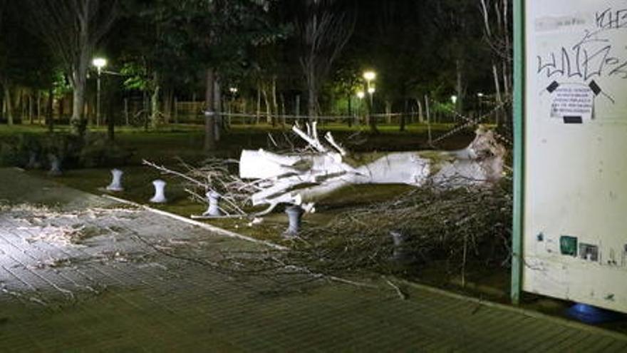 Imatge del tronc de l&#039;arbre caigut a Salou
