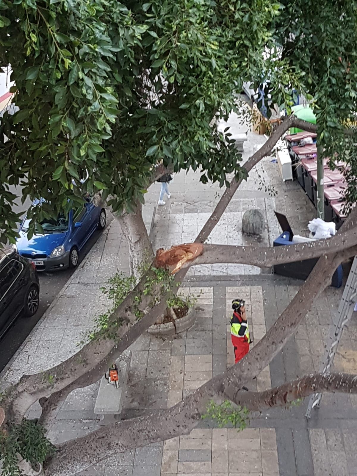 Una rama de un árbol, a punto de caer en Schamann