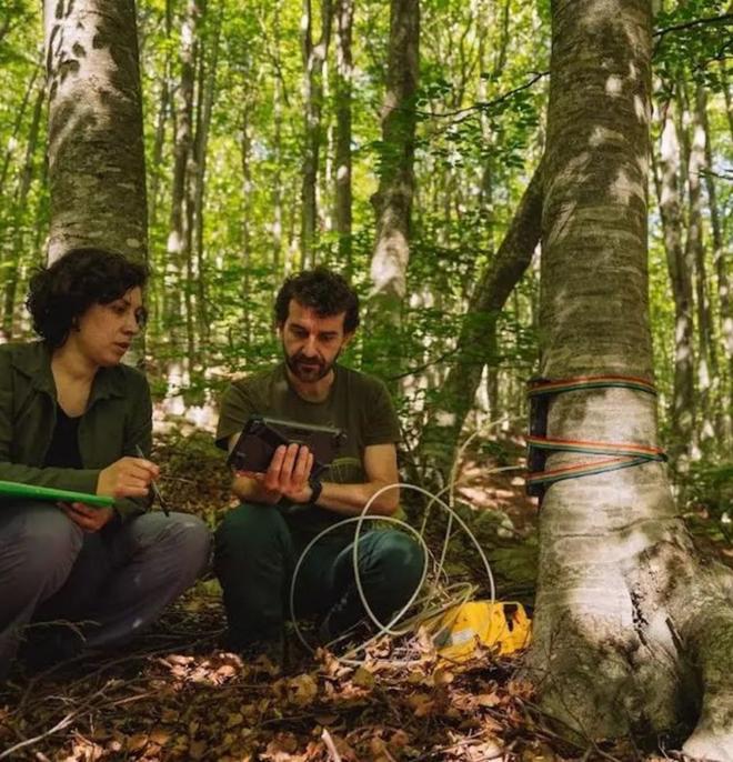 Un estudi revela que els arbres també capten gas metà