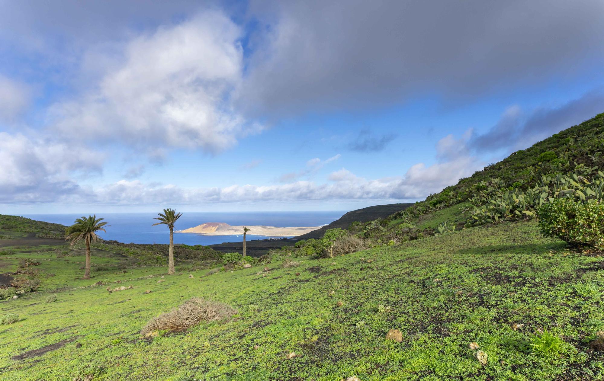 El norte de Lanzarote se tiñe de verde tras las recientes lluvias de este invierno