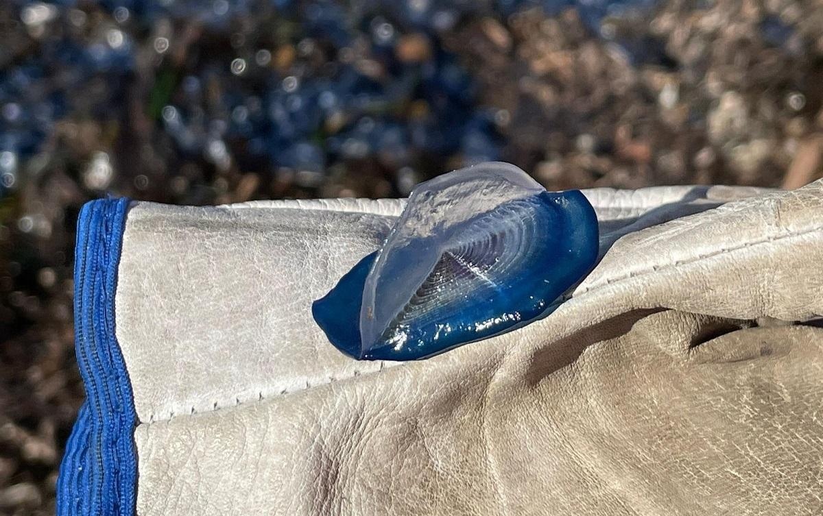 Ejemplar de medusa velero (velella velella)
