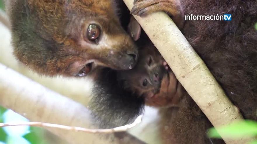 Nace un lémur de vientre rojo en BIOPARC Valencia