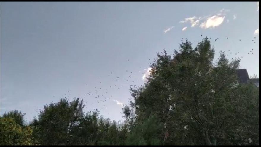 Figueres prepara un Bosc d'estornells per evitar que dormin a la ciutat