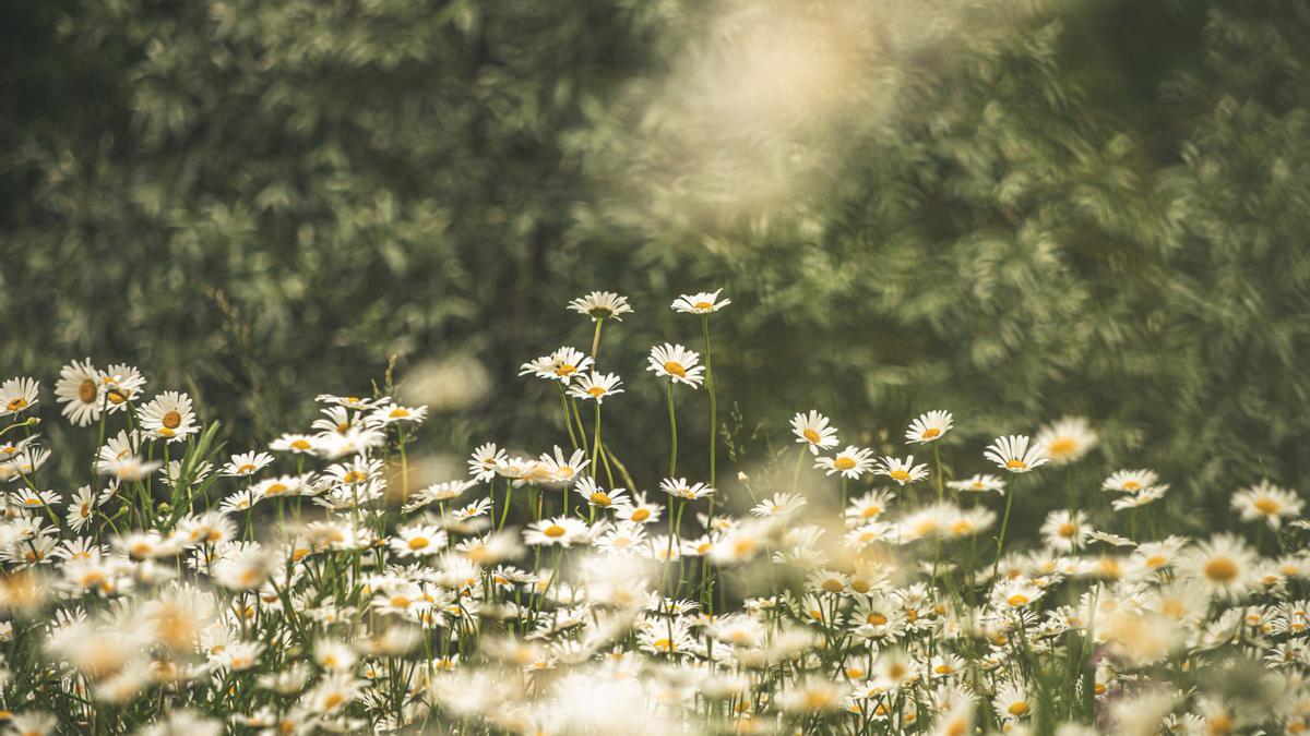 Las margaritas, un ejemplo de cómo la vida modula la temperatura del planeta.