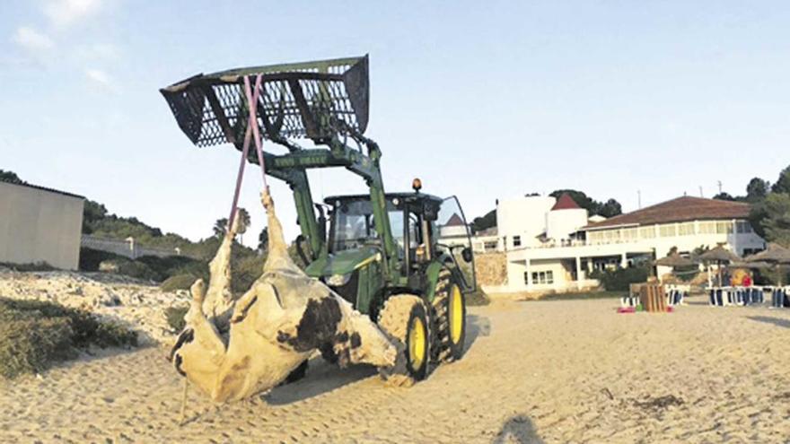 Un tractor del CEPAD retira el cadáver de la vaca muerta aparecida en Cala Domingos.