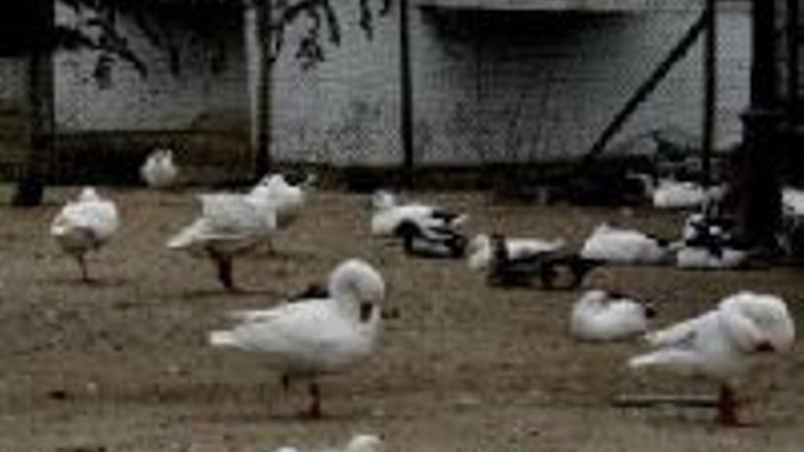 Sanidad envía a una nave cerradalos patos del río