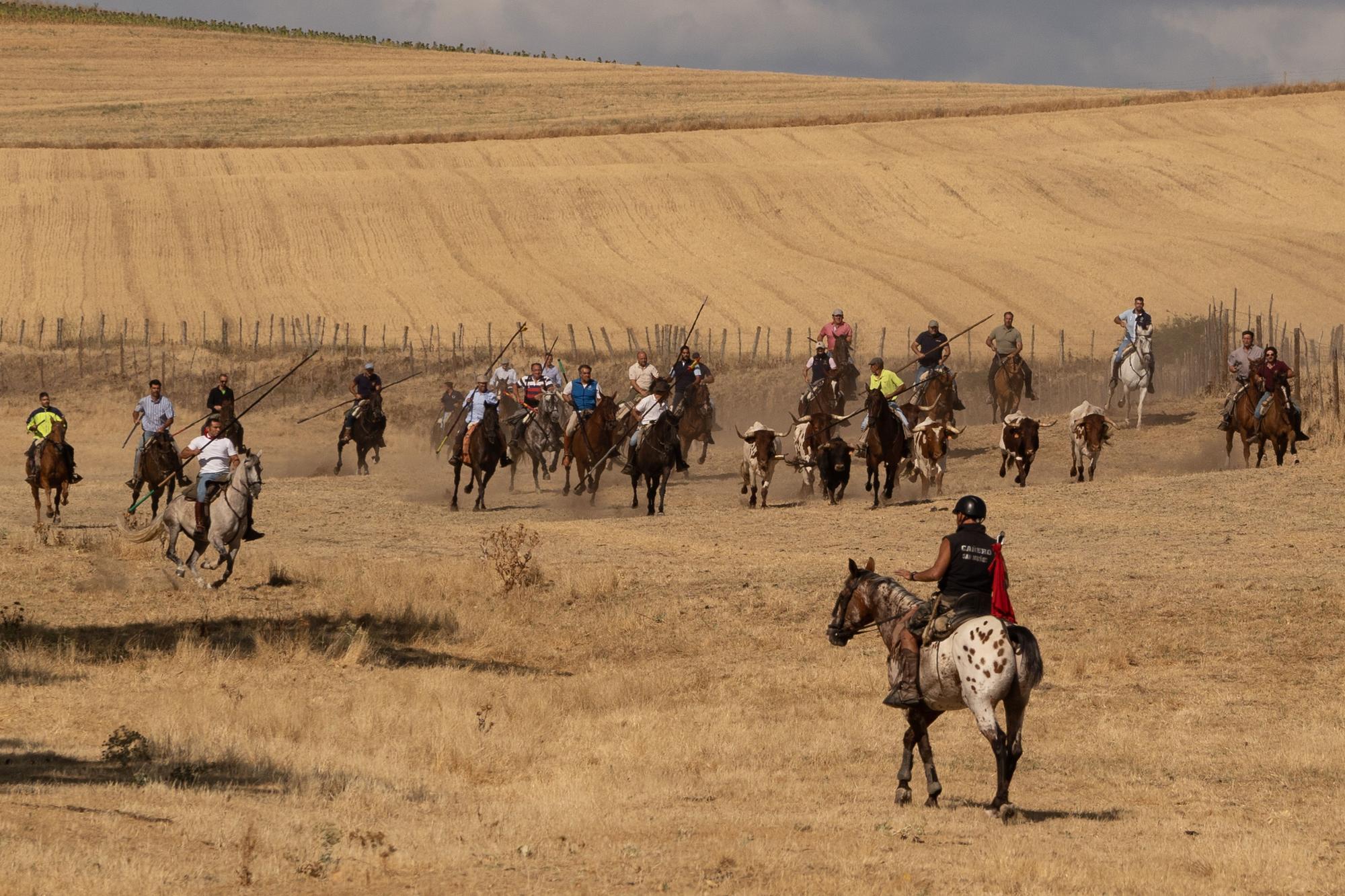 GALERÍA | Encierro mixto en Fuentelapeña