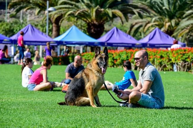 10/12/2016 MASPALOMAS. Feria de Mascotas Maspalomas 2016.Foto: SABRINA CEBALLOS