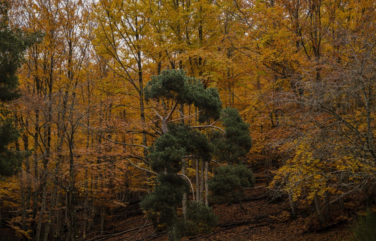 Los hayedos son bosques que se originaron a finales de la Edad del Hielo