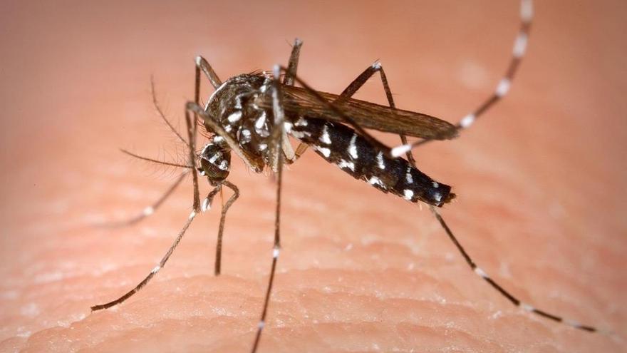 El mosquito tigre transmite 22 virus pero no el coronavirus