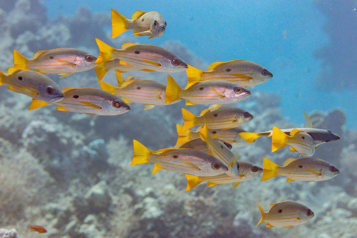 Grupo de pargos.