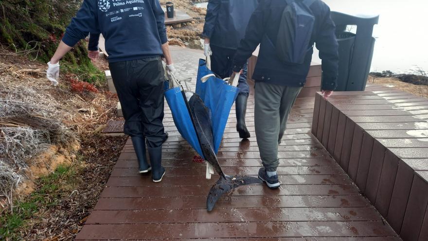 Encuentran el cadáver de un delfín listado en la bahía de Santa Ponça