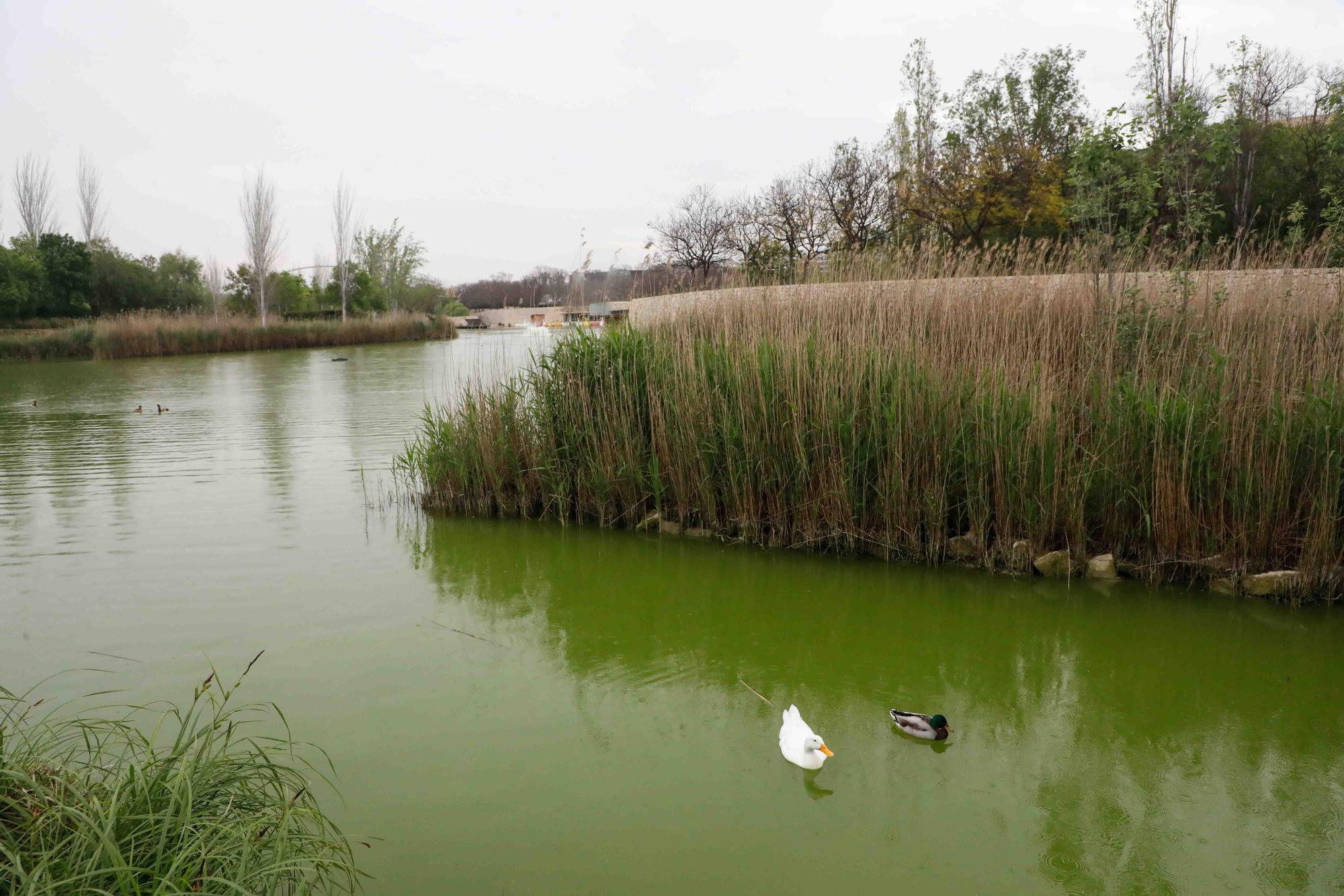 Agua teñida de verde en el Parque de Cabecera