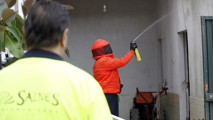 Las altas temperaturas prolongan el ciclo de vida de la avispa velutina en O Salnés