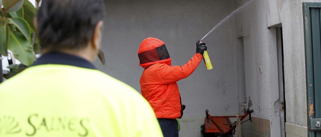 Los efectivos de la Mancomunidade retiran un nido de velutina en Vilanova