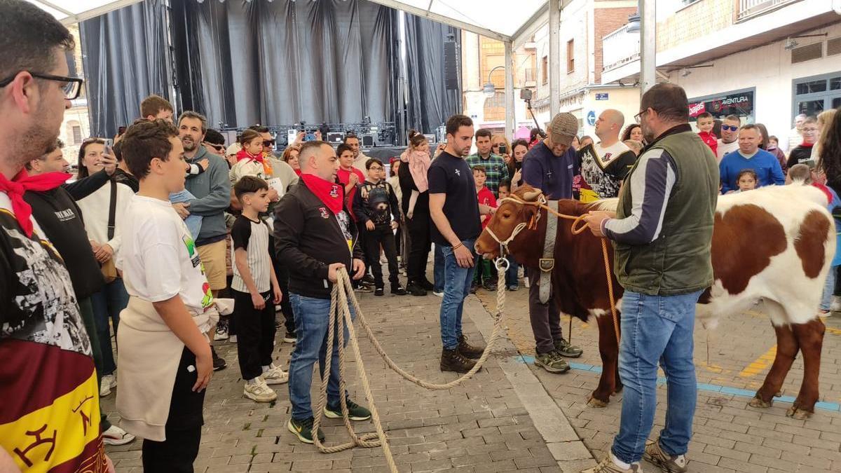 El buey enmaromado de Benavente en La Veguilla