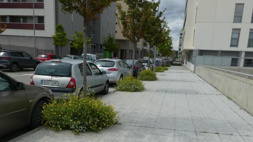 Alcorques embellecidos con flores en Zaragoza.