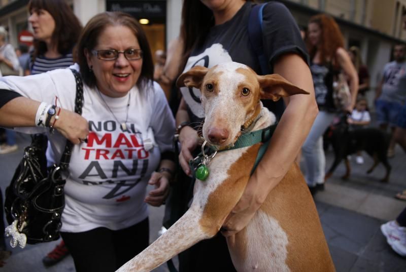 Concentración contra el maltrato animal