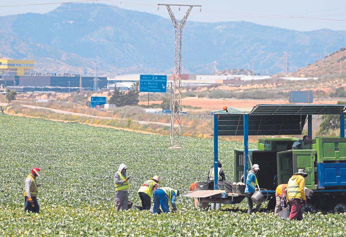 Jornaleros trabajando en las labores de siembra y recogida de una finca agrícola del Campo de Cartagena.