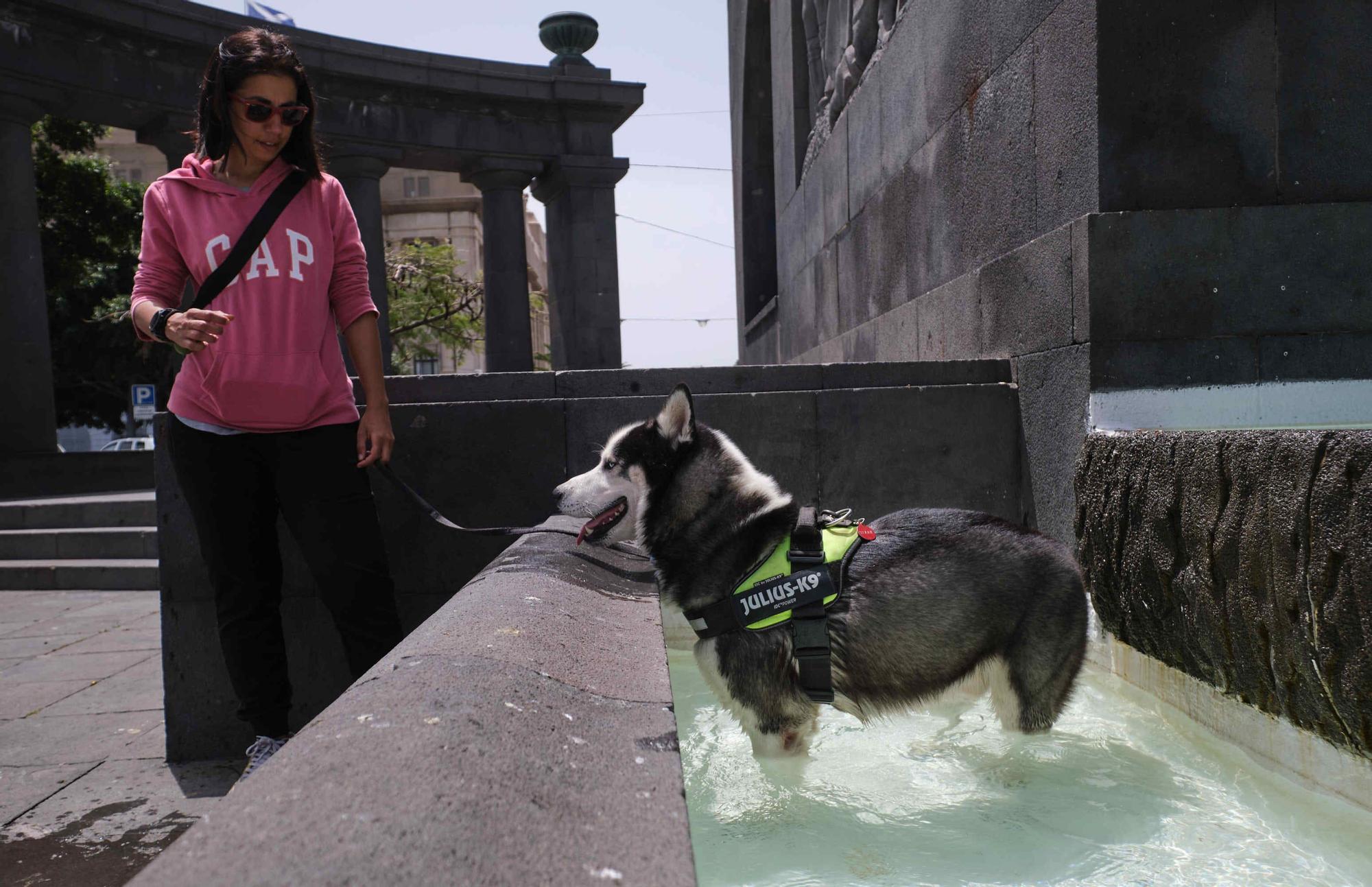 Jornada de calor en Tenerife.