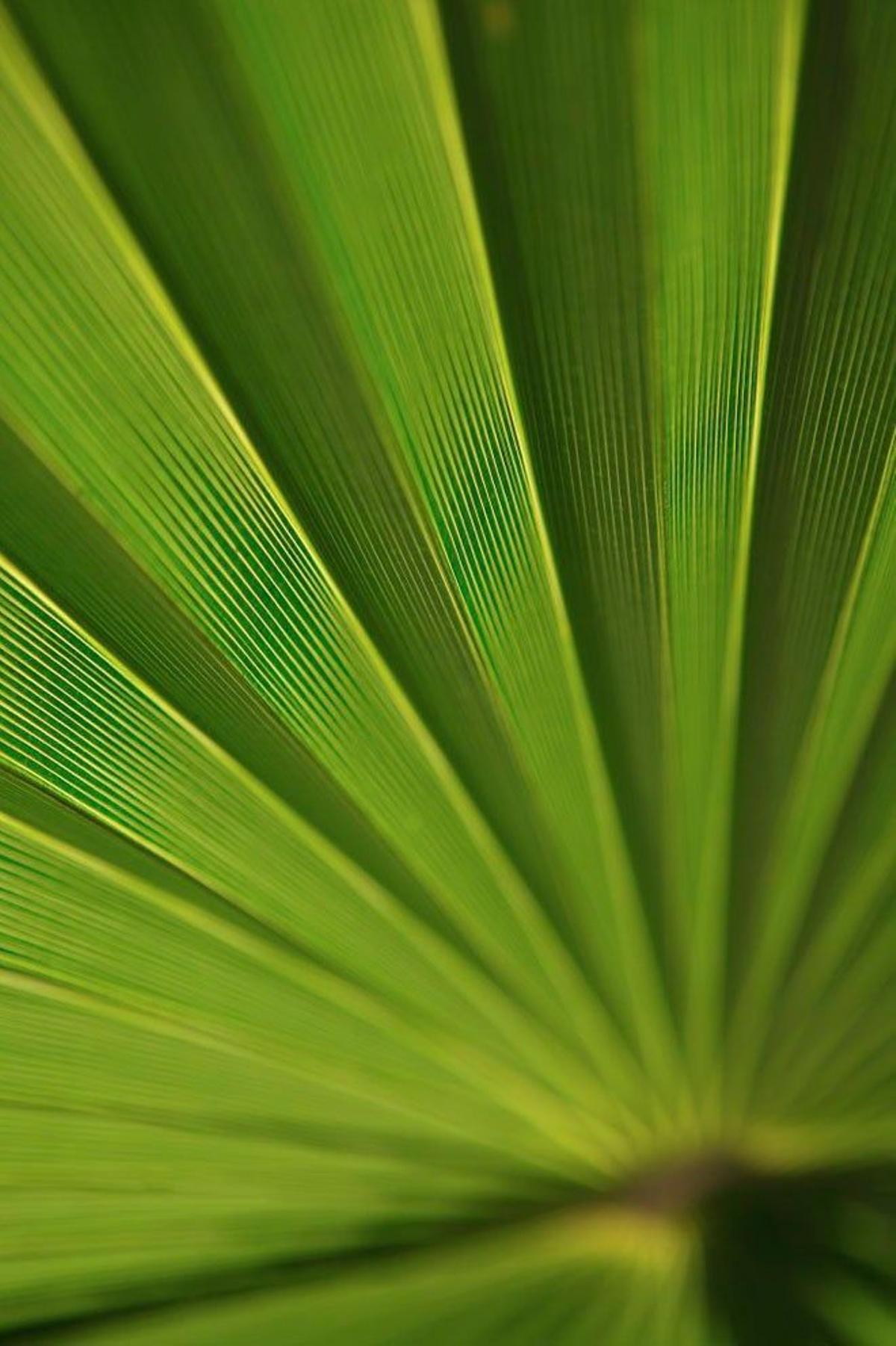 Una hoja de palmera en Cabo Verde.