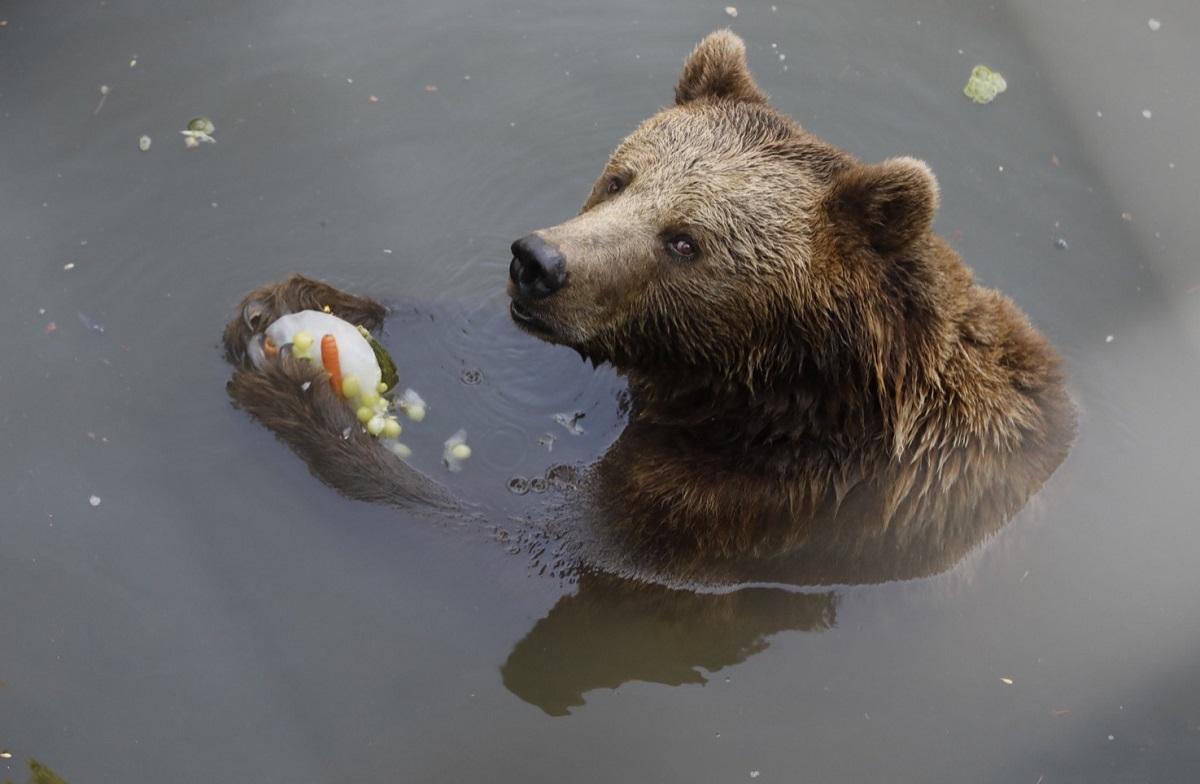 Un oso disfrutando de fruta congelada en su charca.