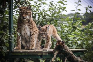 Así es Dora, la cría de lince que enamora a los visitantes del zoo de Oviedo