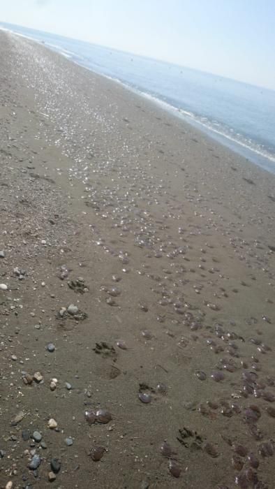 Medusas en la playa de Almayate.