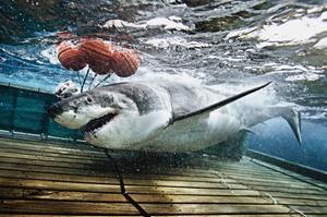 Un gran tauró blanc arrossega diverses boies després d’haver mossegat un esquer, a l’Illa Guadalupe (Mèxic).