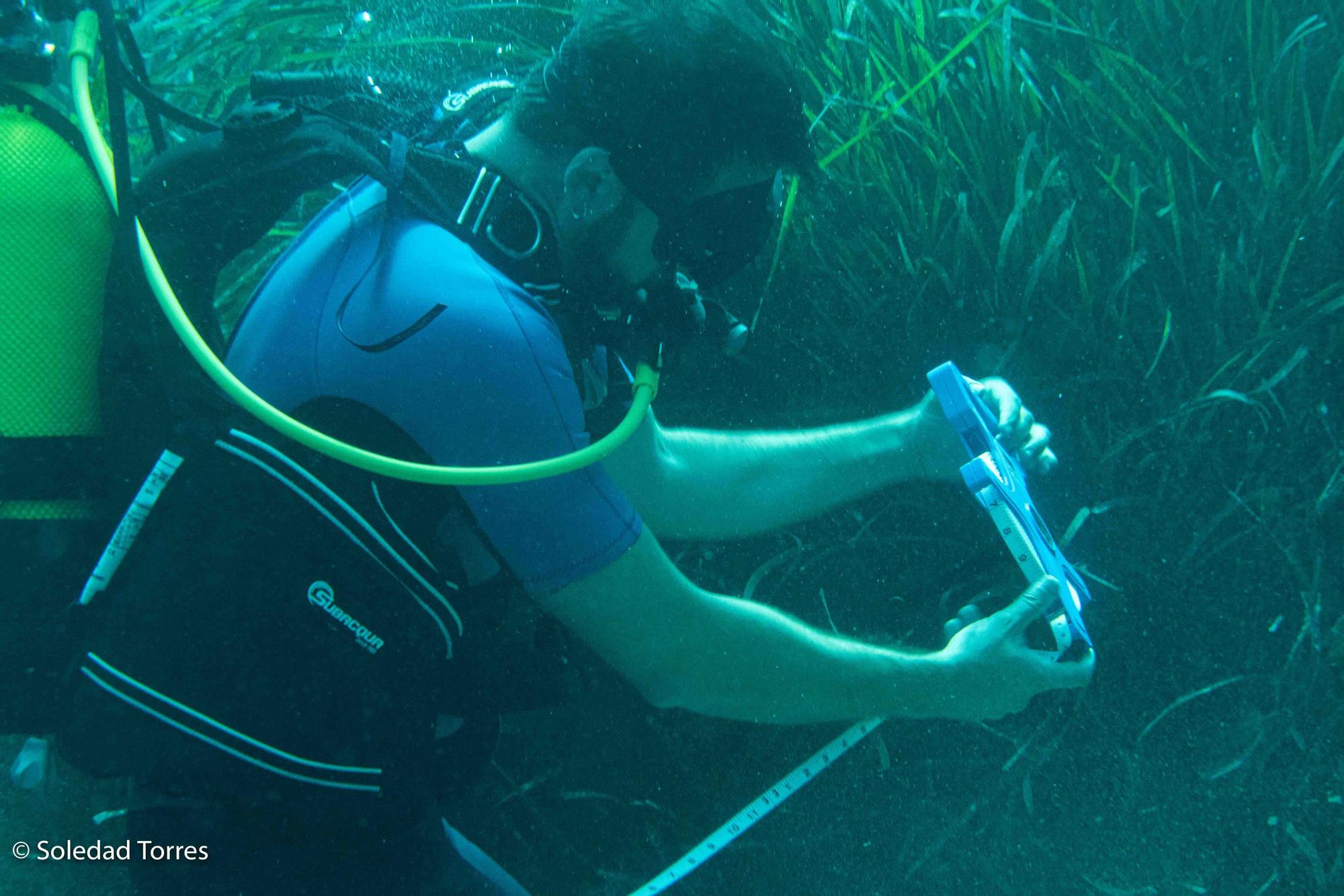 Galería de imágenes del GEN-GOB en un estudio las praderas de posidonia de Ibiza