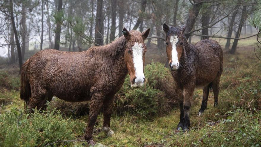 Expertos gallegos alertan en Europa sobre el riesgo de desaparición de los caballos salvajes