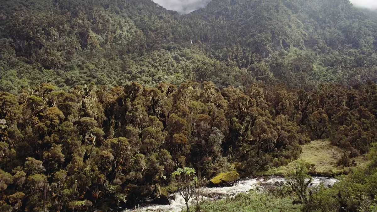 Bwindi, Uganda: el bosque impenetrable donde viven los últimos gorilas de montaña
