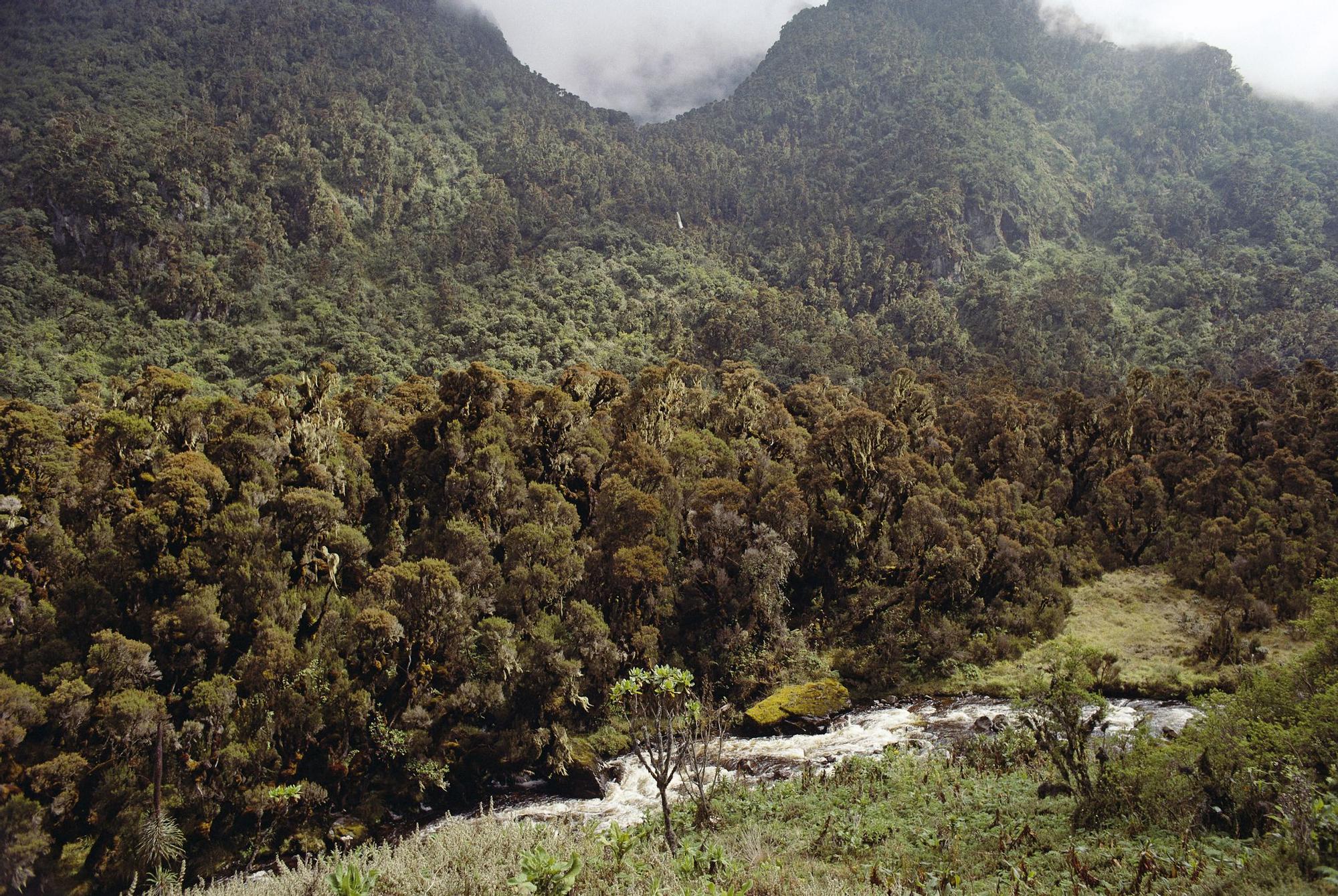 El lugar de África donde puedes ver gorilas salvajes en plena selva: uno de los encuentros con la naturaleza más impactantes del planeta