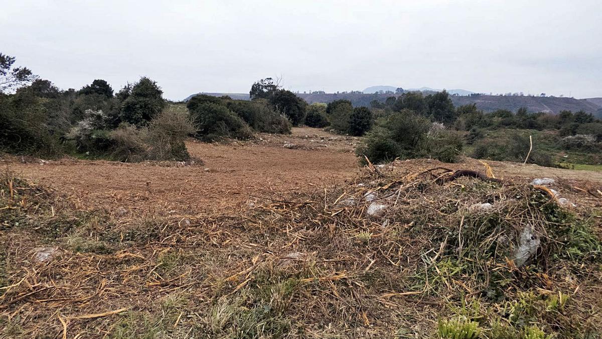 Zona desbrozada entre la villa de Llanes y Poo. | SEO/BirdLife