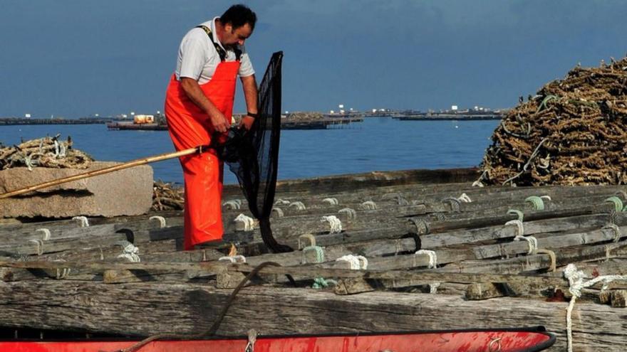 Las cañas ya están preparadas para la pesca en Arousa