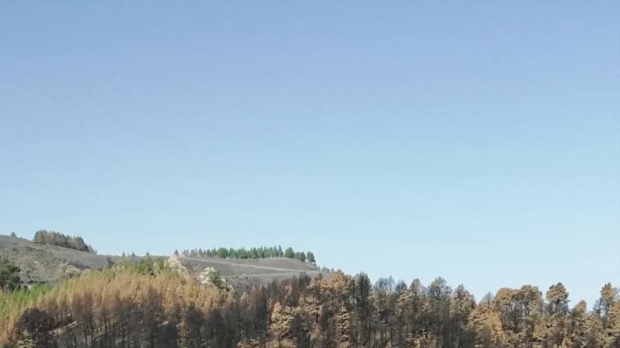 Imagen de los pinos foráneos de Montaña Pajarito.. | | LP/DLP