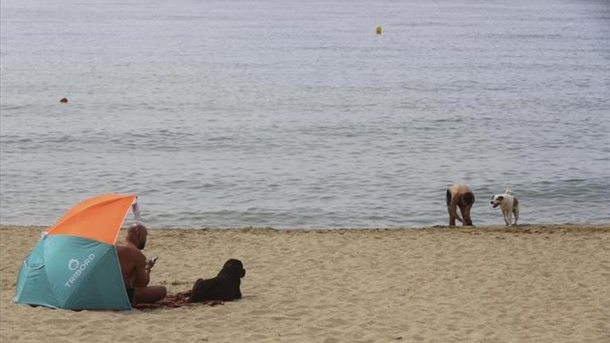 Águilas permite que los perros guía vayan sueltos en las playas