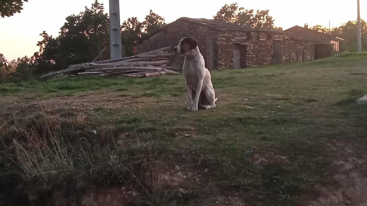 Zeus, el perro asesinado.